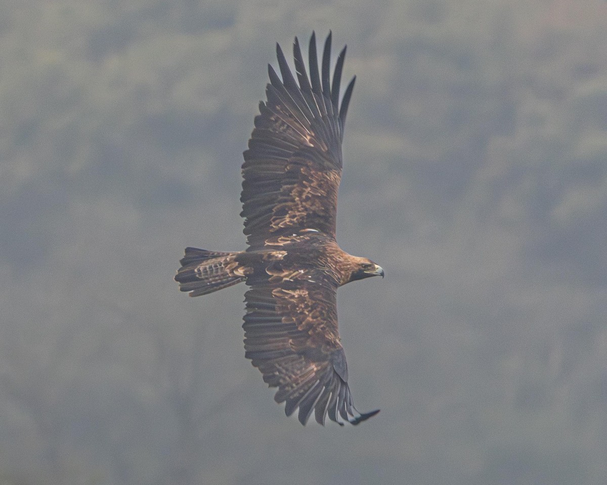 Aigle impérial - ML637368826