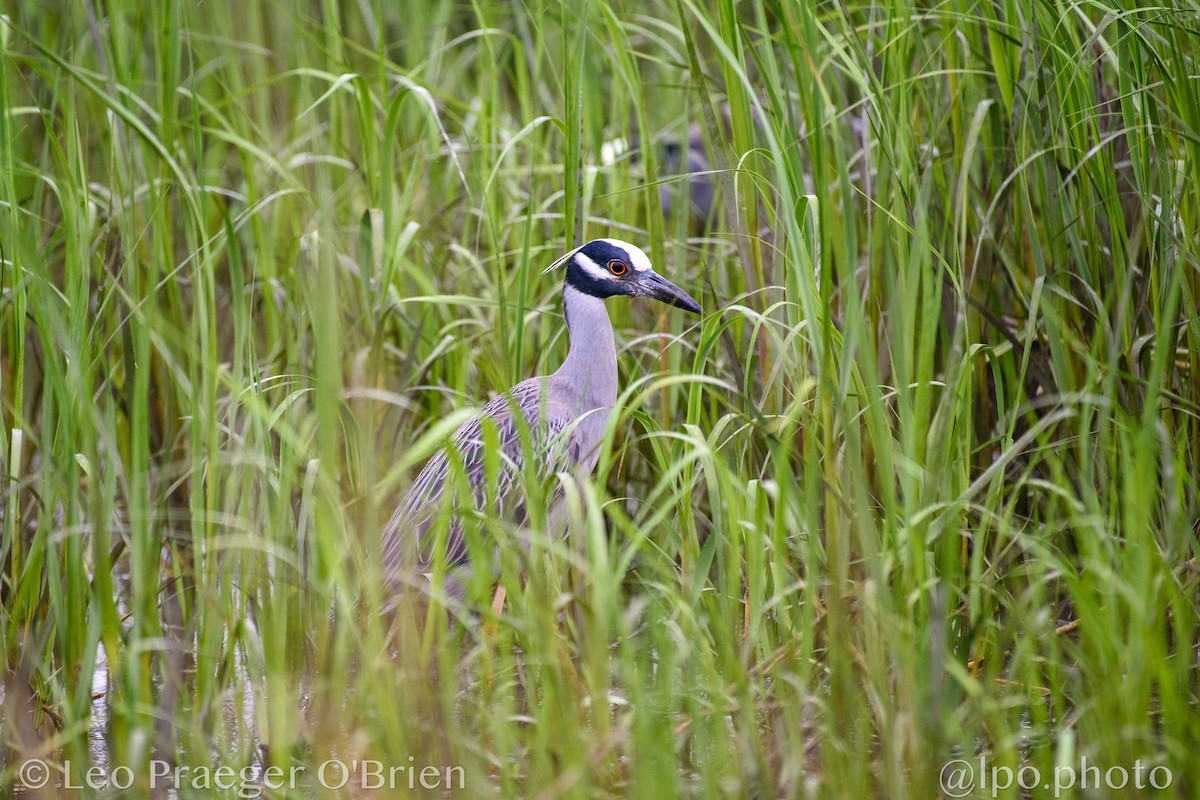 Yellow-crowned Night Heron - ML637368875