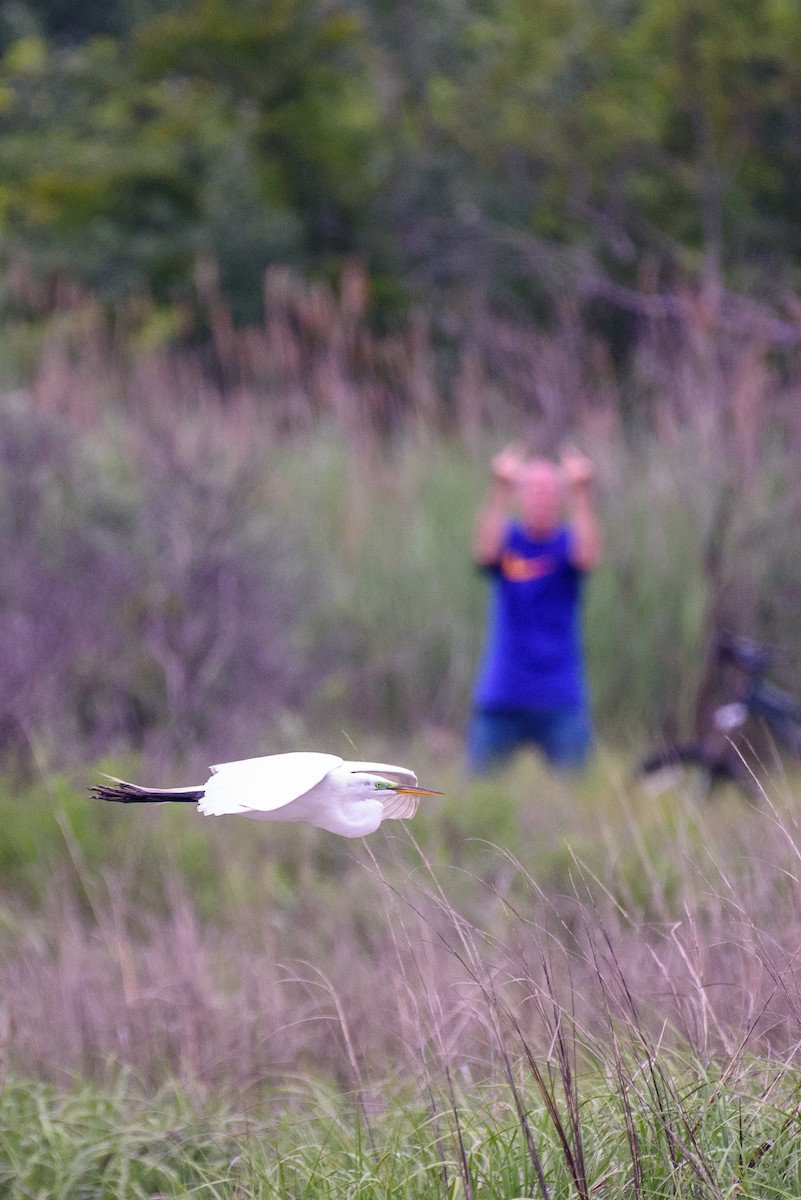 Great Egret - ML637368884