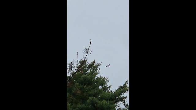 Swallow-tailed Kite - ML637368891