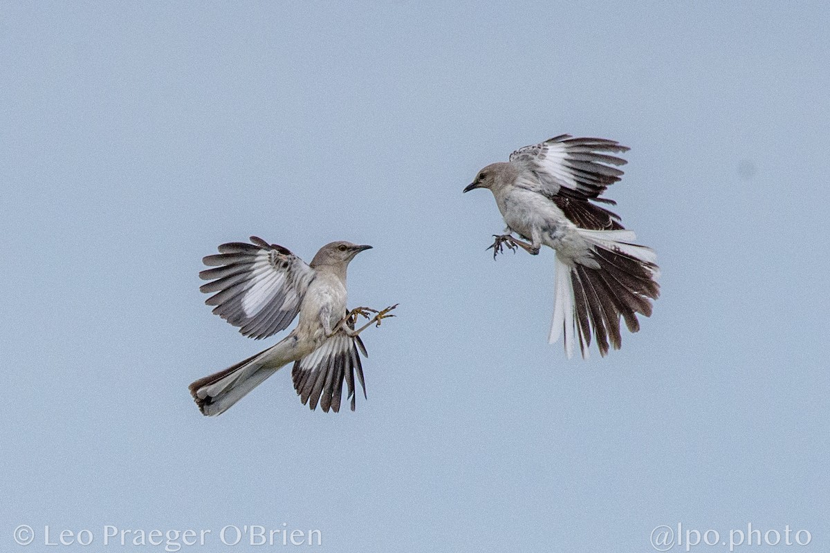 Northern Mockingbird - ML637368903