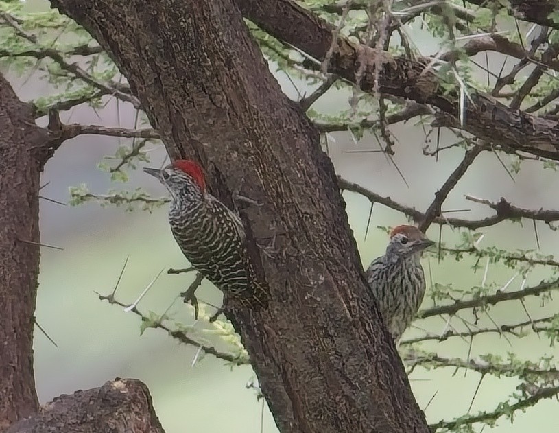 Cardinal Woodpecker - ML637368933