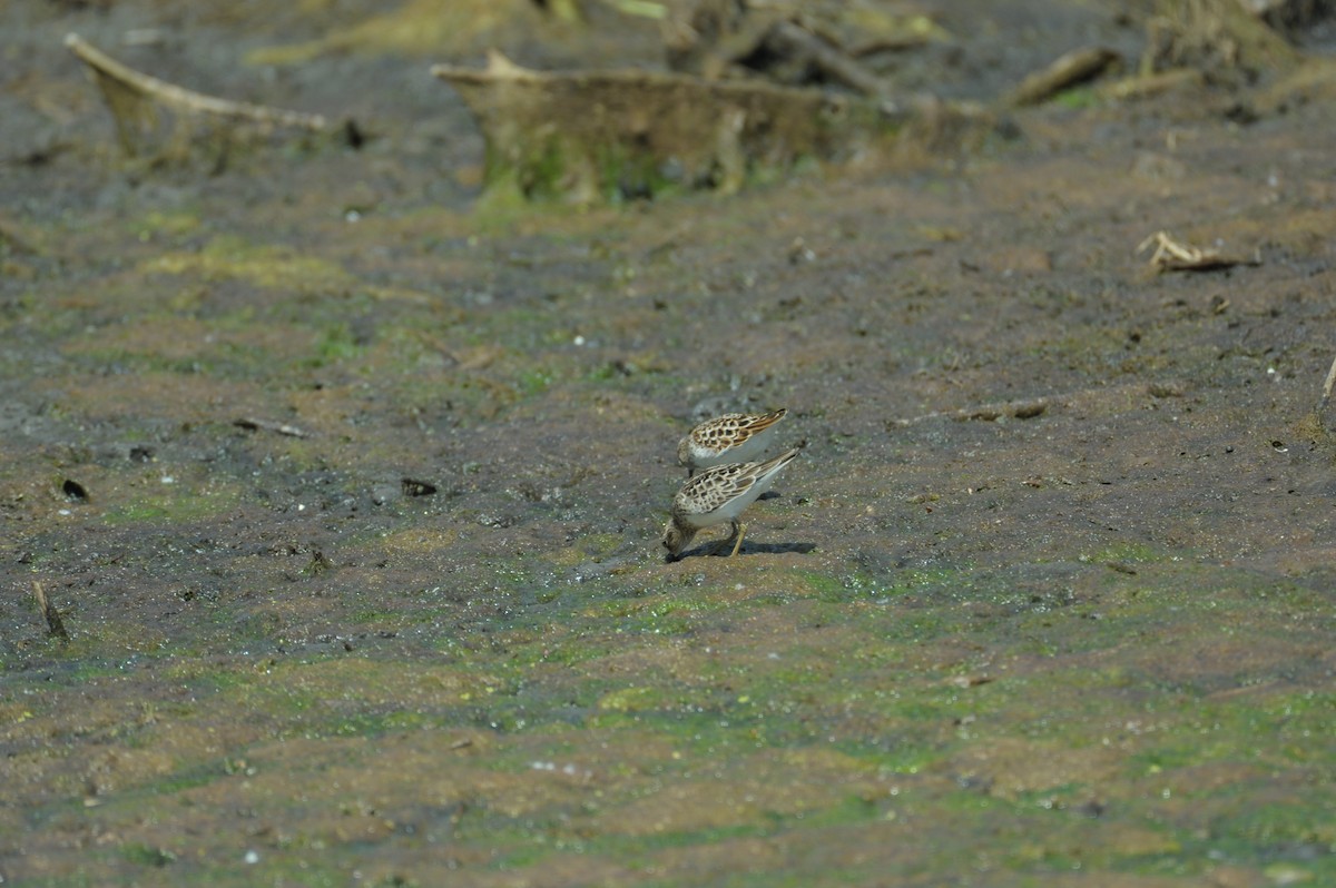 Least Sandpiper - ML637368939