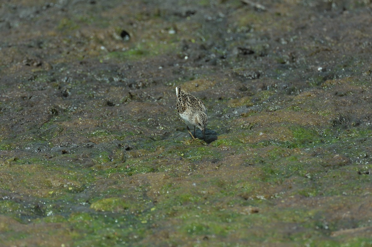Least Sandpiper - ML637368958