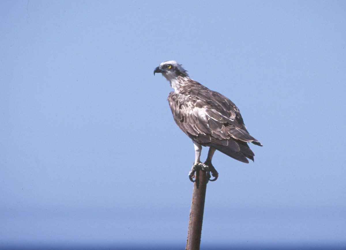Osprey - ML637368994