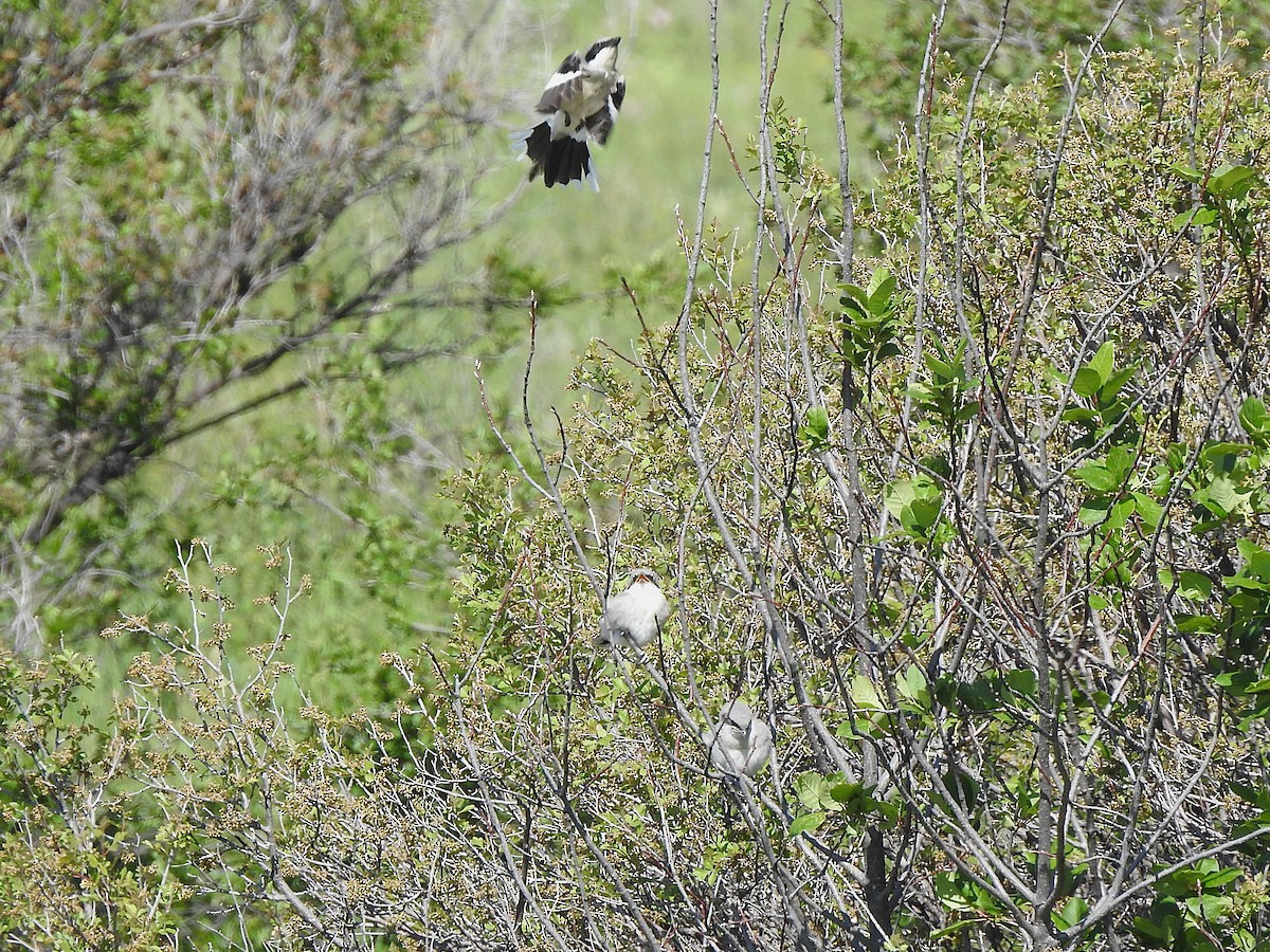 Loggerhead Shrike - ML637369008