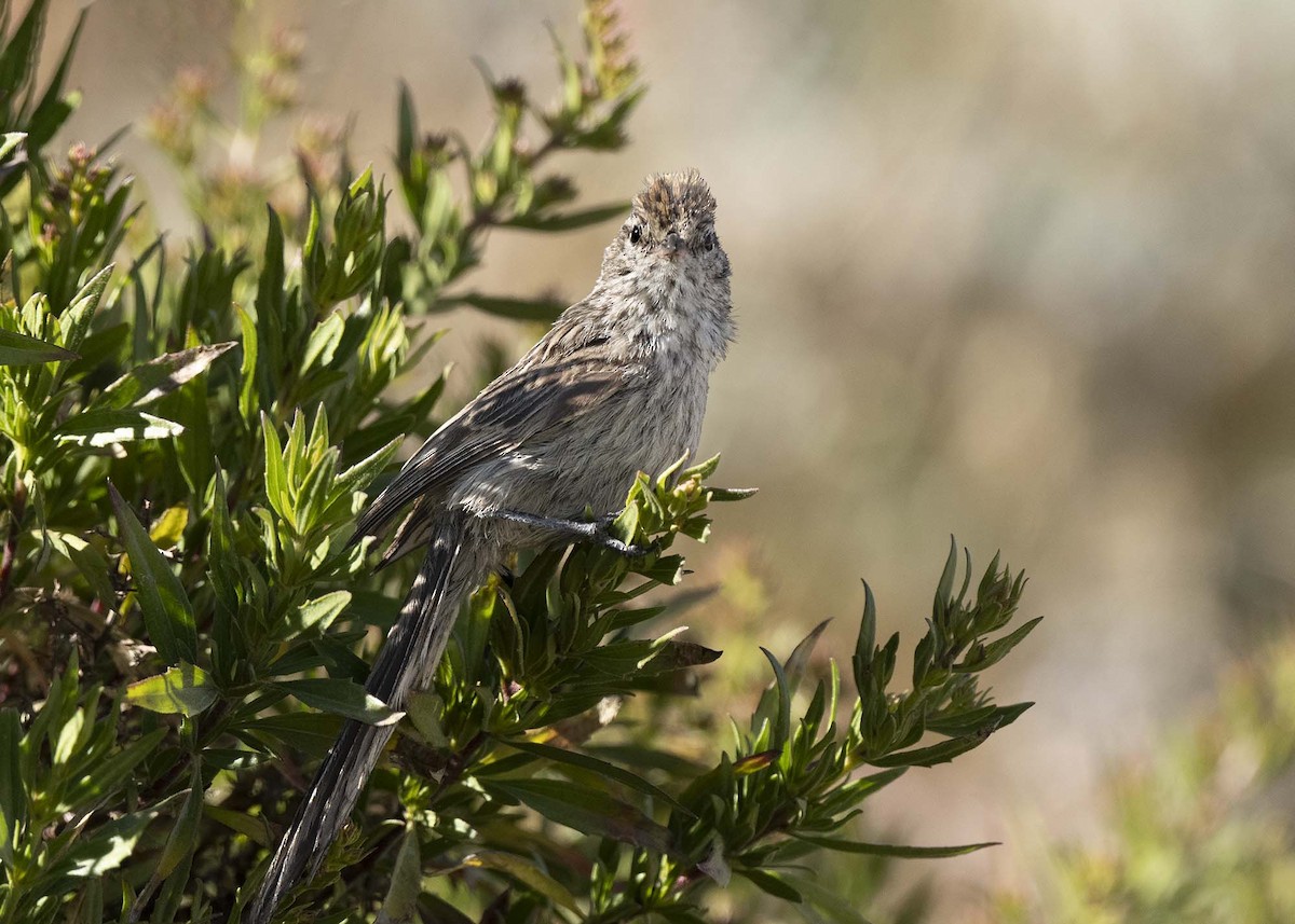 Streaked Tit-Spinetail - ML637369011