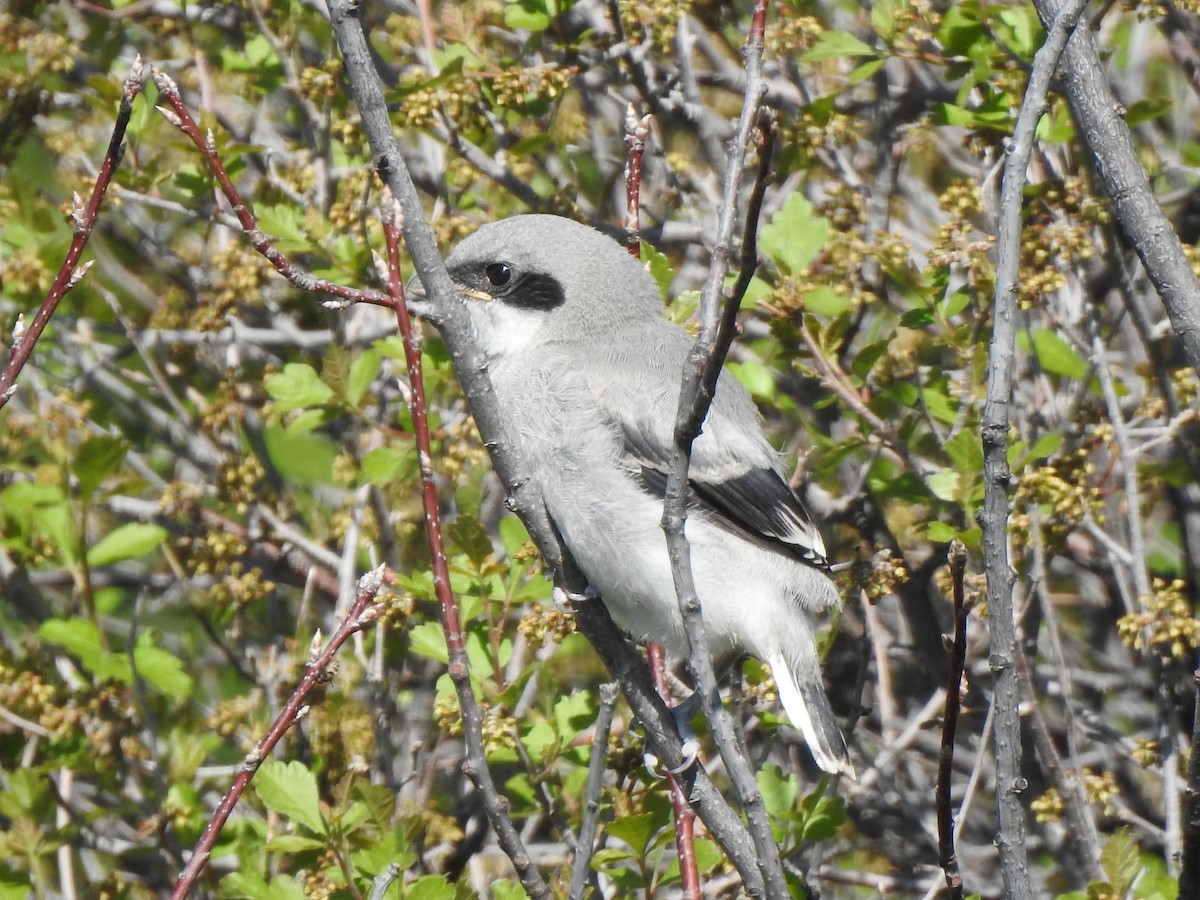 Loggerhead Shrike - ML637369015