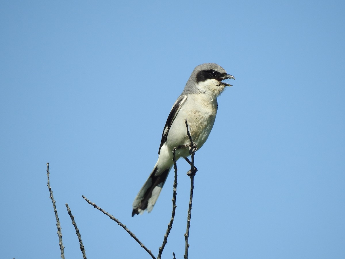 Loggerhead Shrike - ML637369033