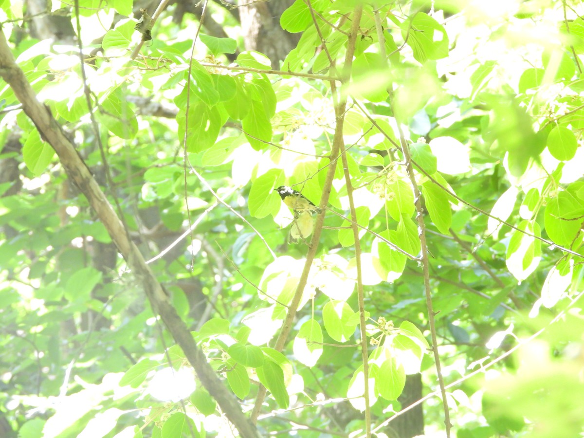 Mésange gracieuse - ML637369038