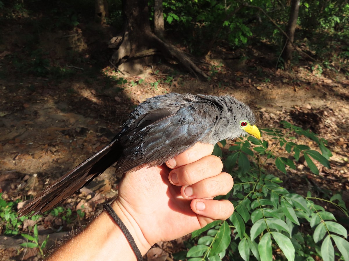 Blue Malkoha - ML637369058