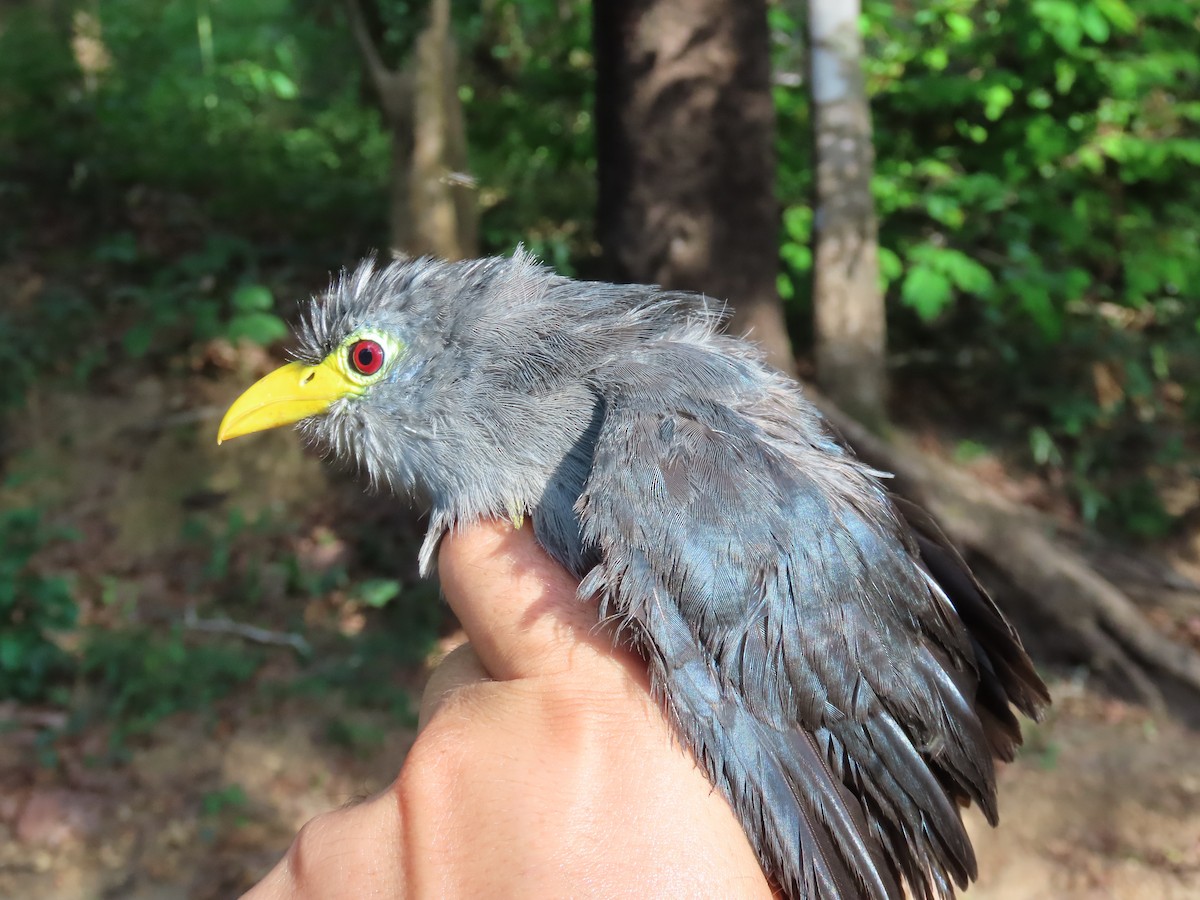 Blue Malkoha - ML637369060