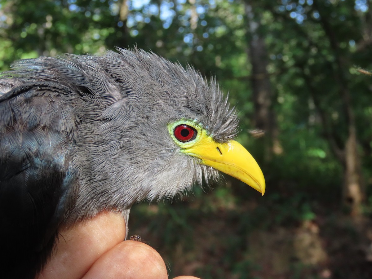 Blue Malkoha - ML637369061
