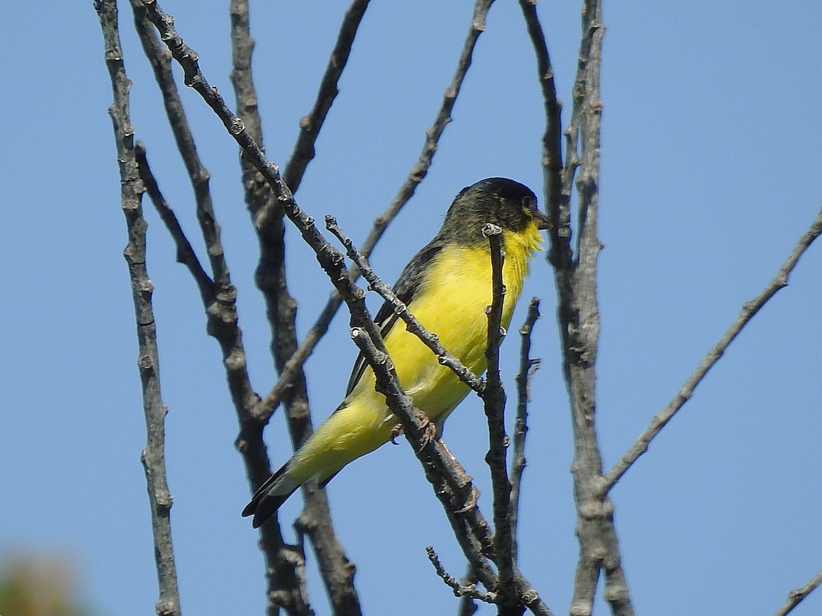 Lesser Goldfinch - ML637369073