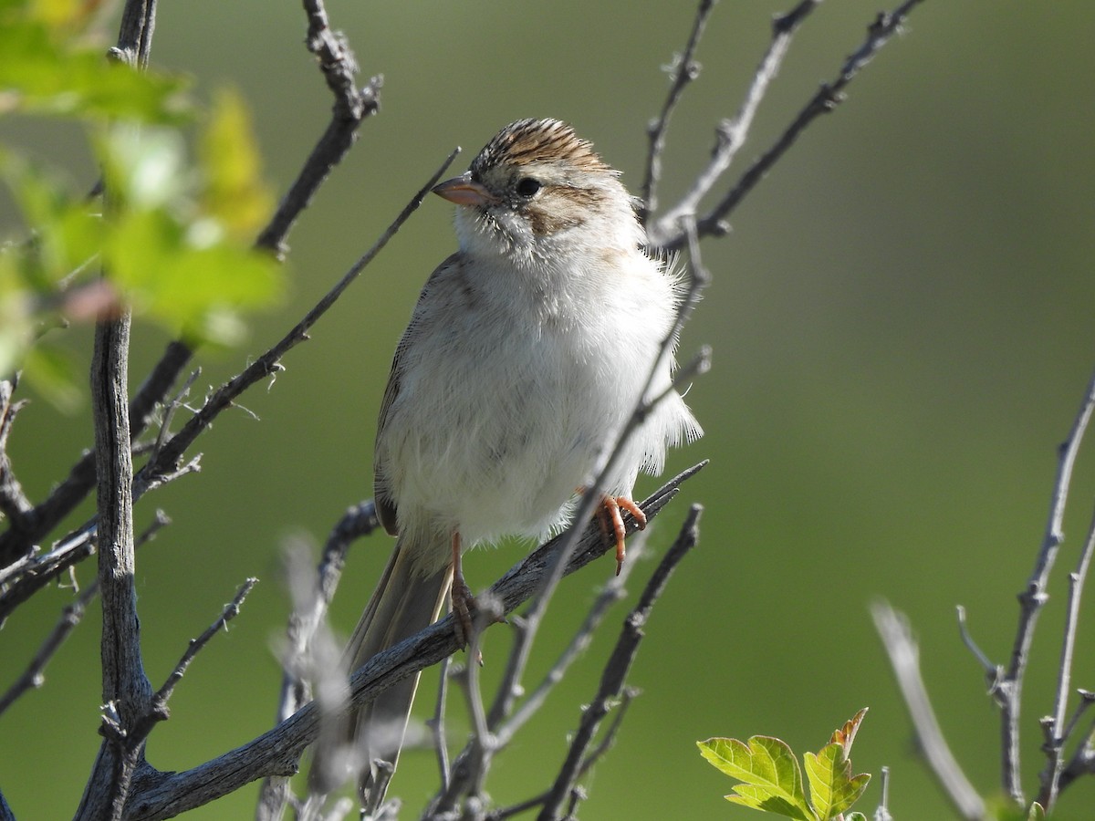 Brewer's Sparrow - ML637369087