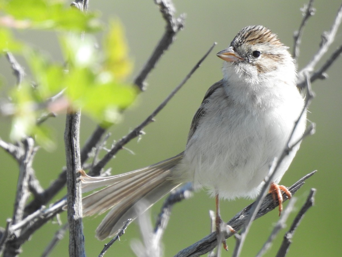 Brewer's Sparrow - ML637369098