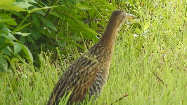 King Rail - ML637369108