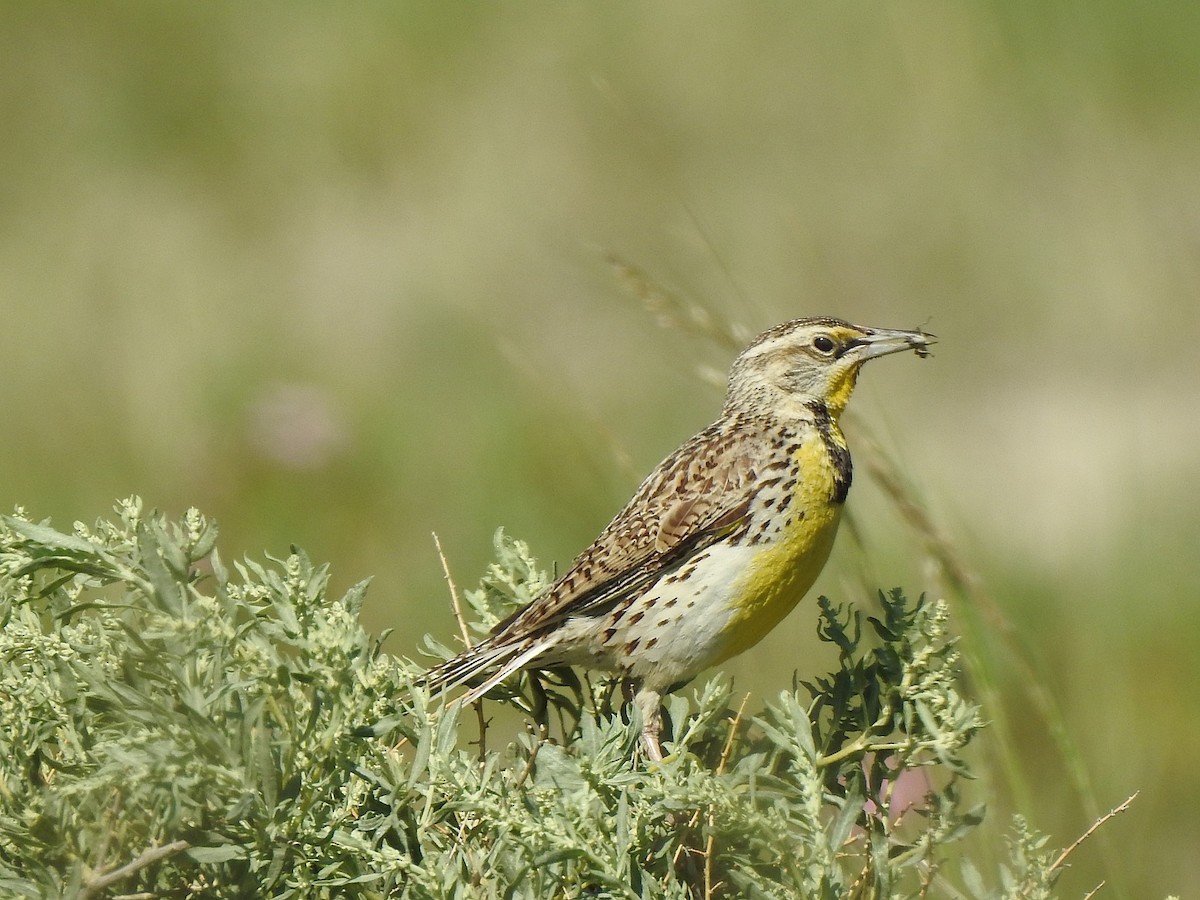 Western Meadowlark - ML637369109