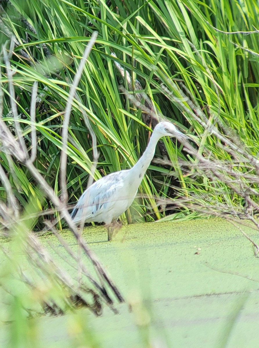 Little Blue Heron - ML637369113