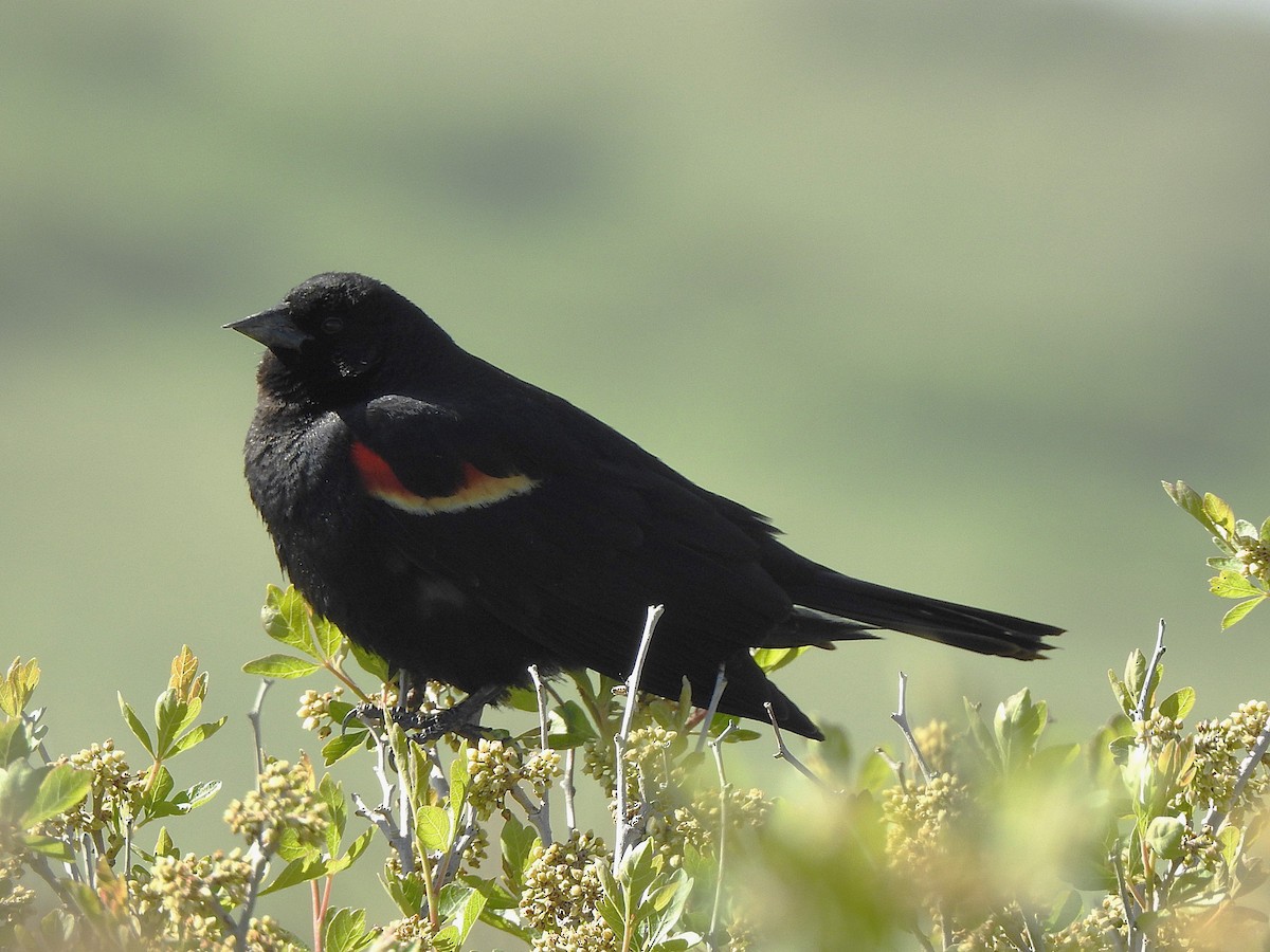 Red-winged Blackbird - ML637369117