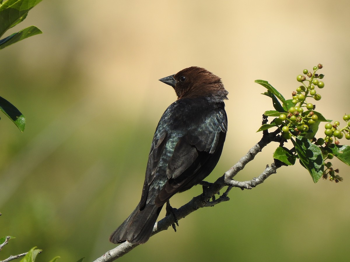 Brown-headed Cowbird - ML637369124