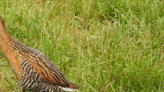 King Rail - ML637369134