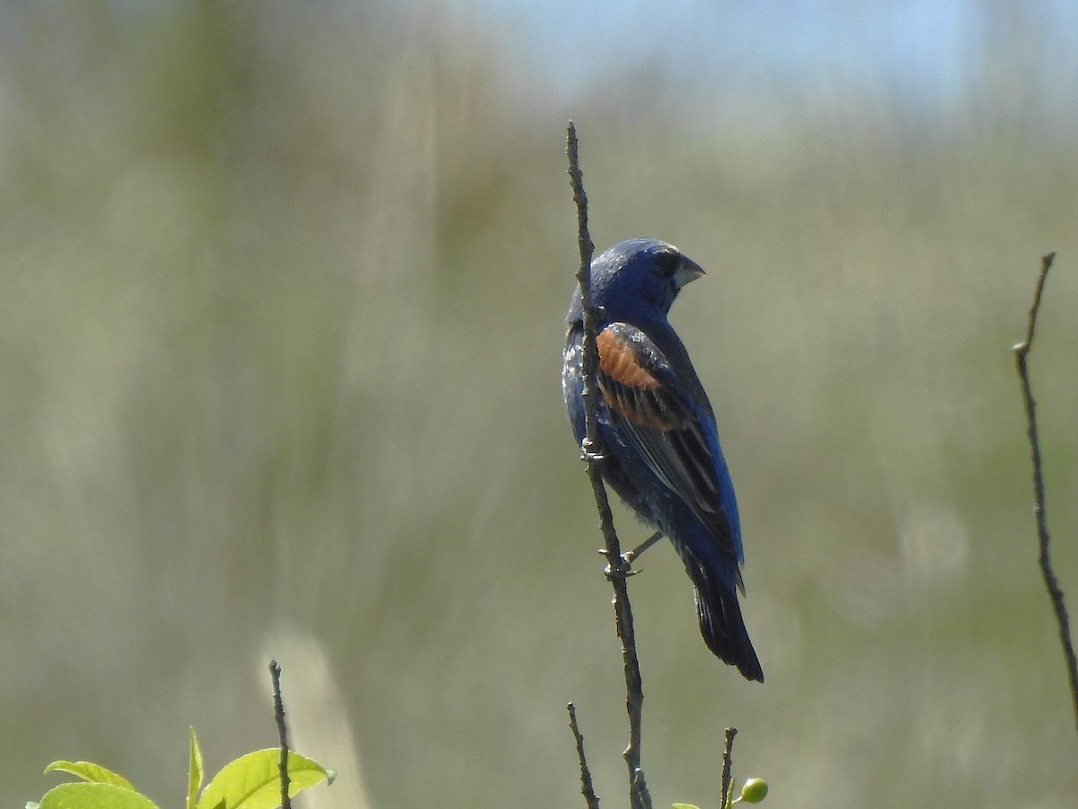 Blue Grosbeak - ML637369137