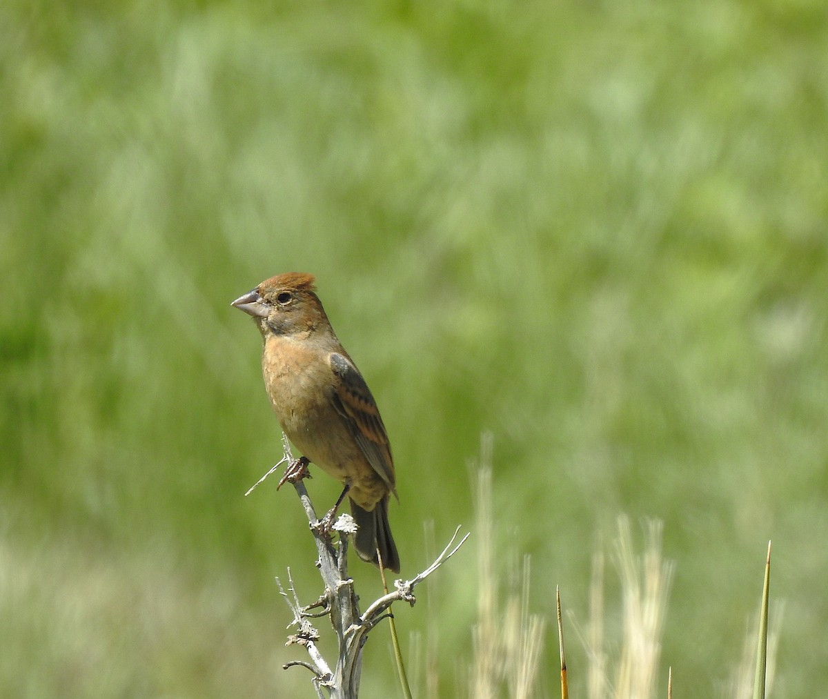 Blue Grosbeak - ML637369142