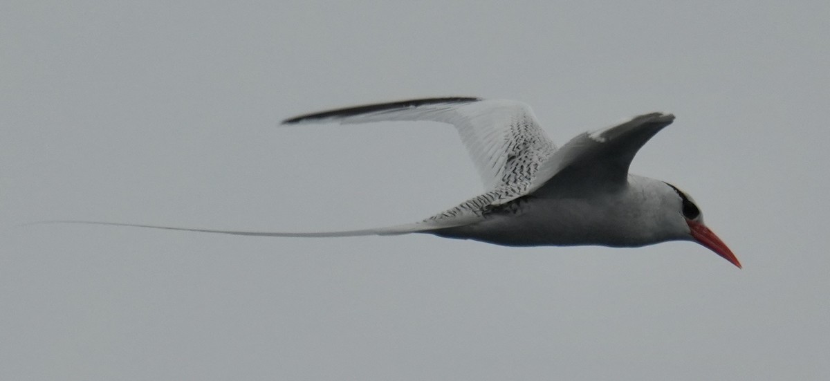 Red-billed Tropicbird - ML637369173
