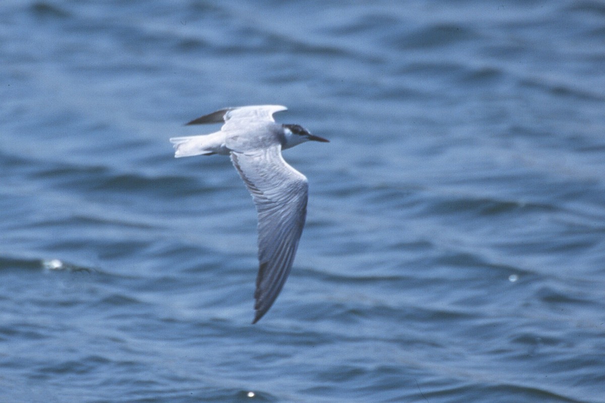Whiskered Tern - ML637369213