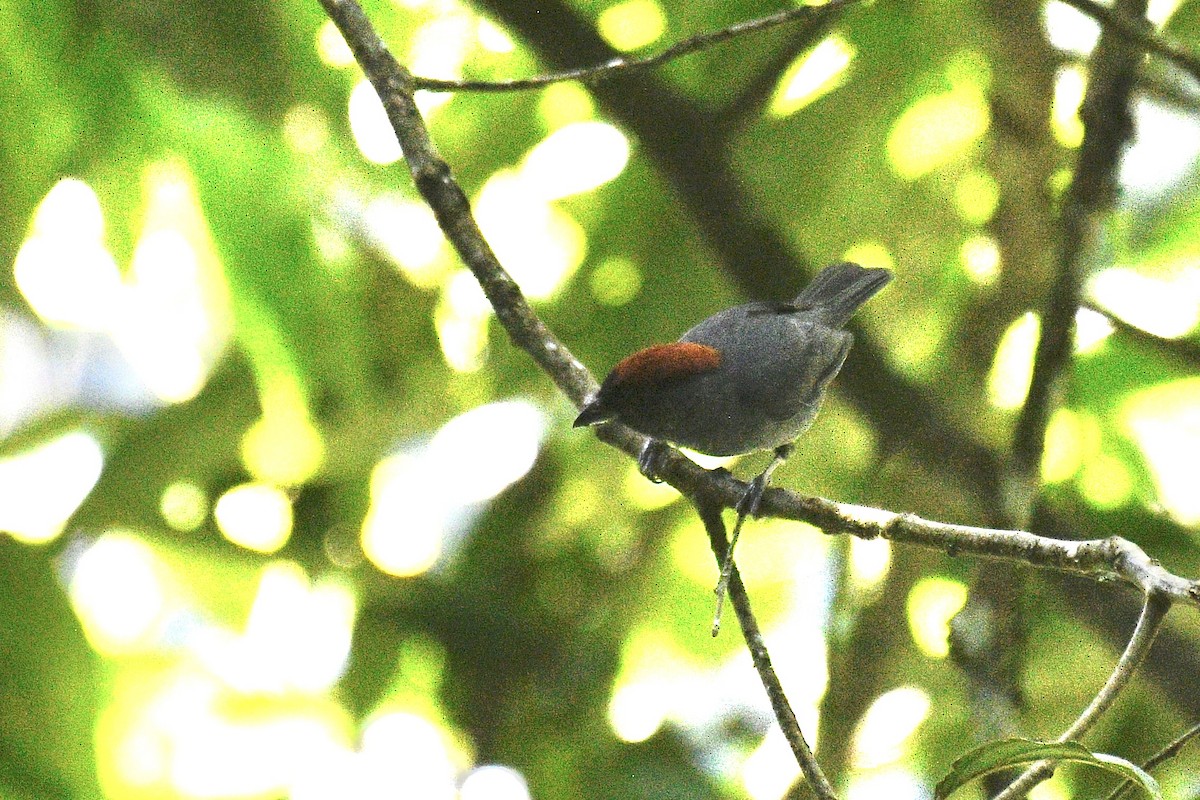 Slaty Tanager - ML637369231