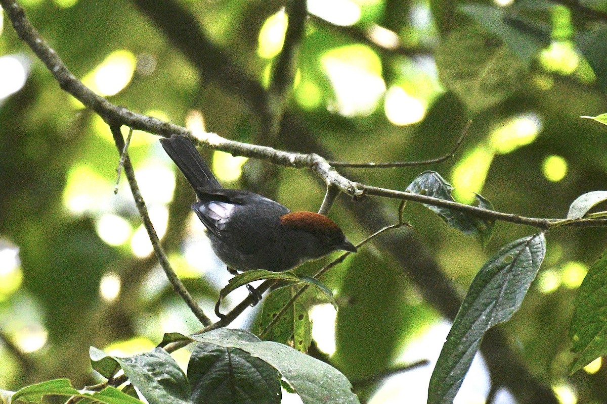 Slaty Tanager - ML637369234