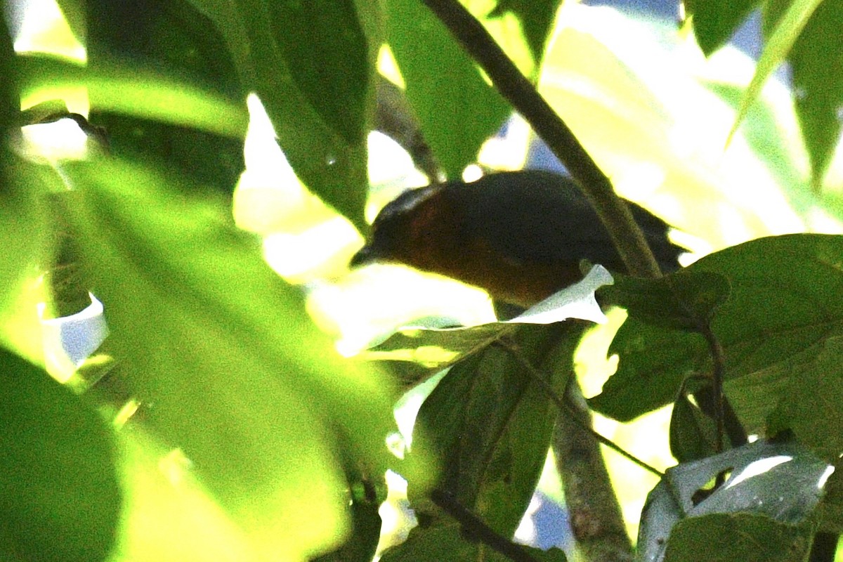 Slaty Tanager - ML637369243