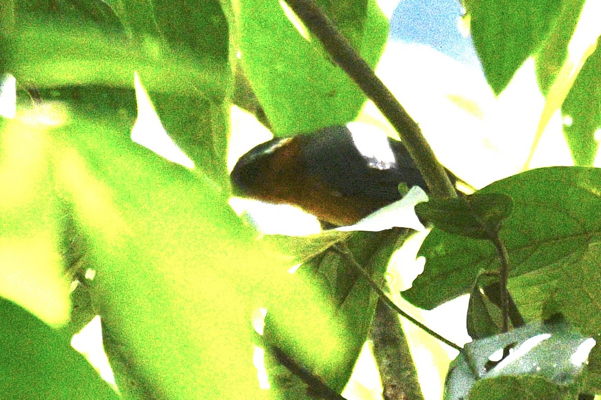 Slaty Tanager - ML637369244