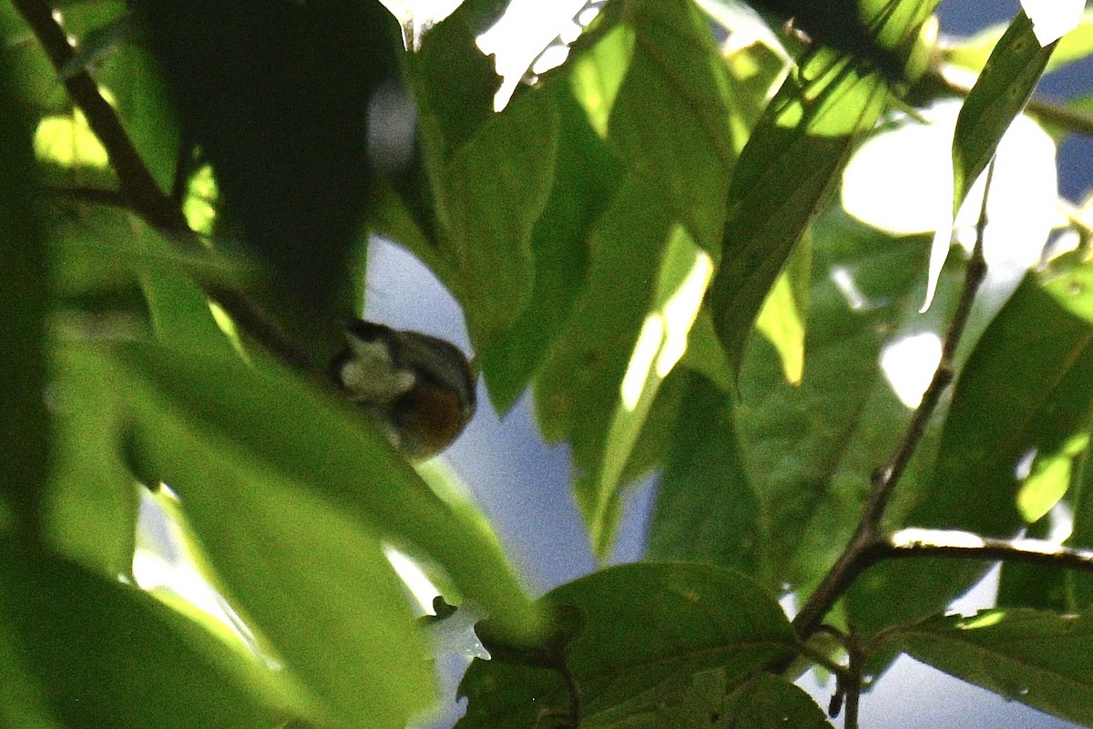 Slaty Tanager - ML637369245