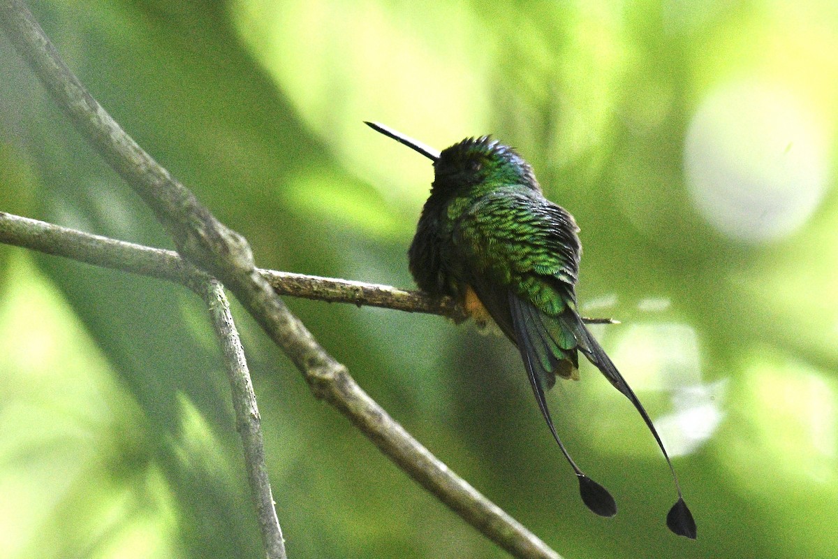 Rufous-booted Racket-tail - ML637369250
