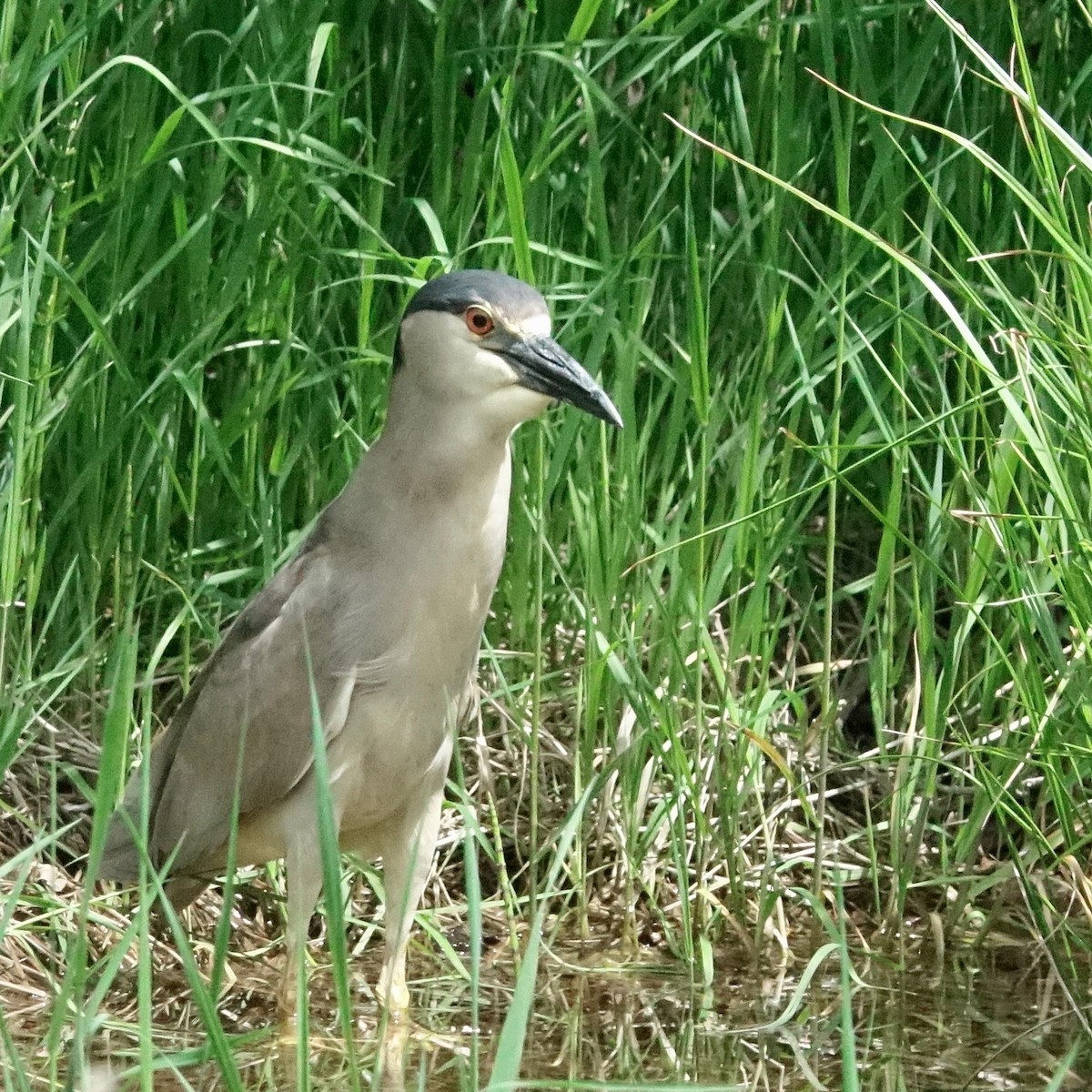 夜鷺 - ML637369307