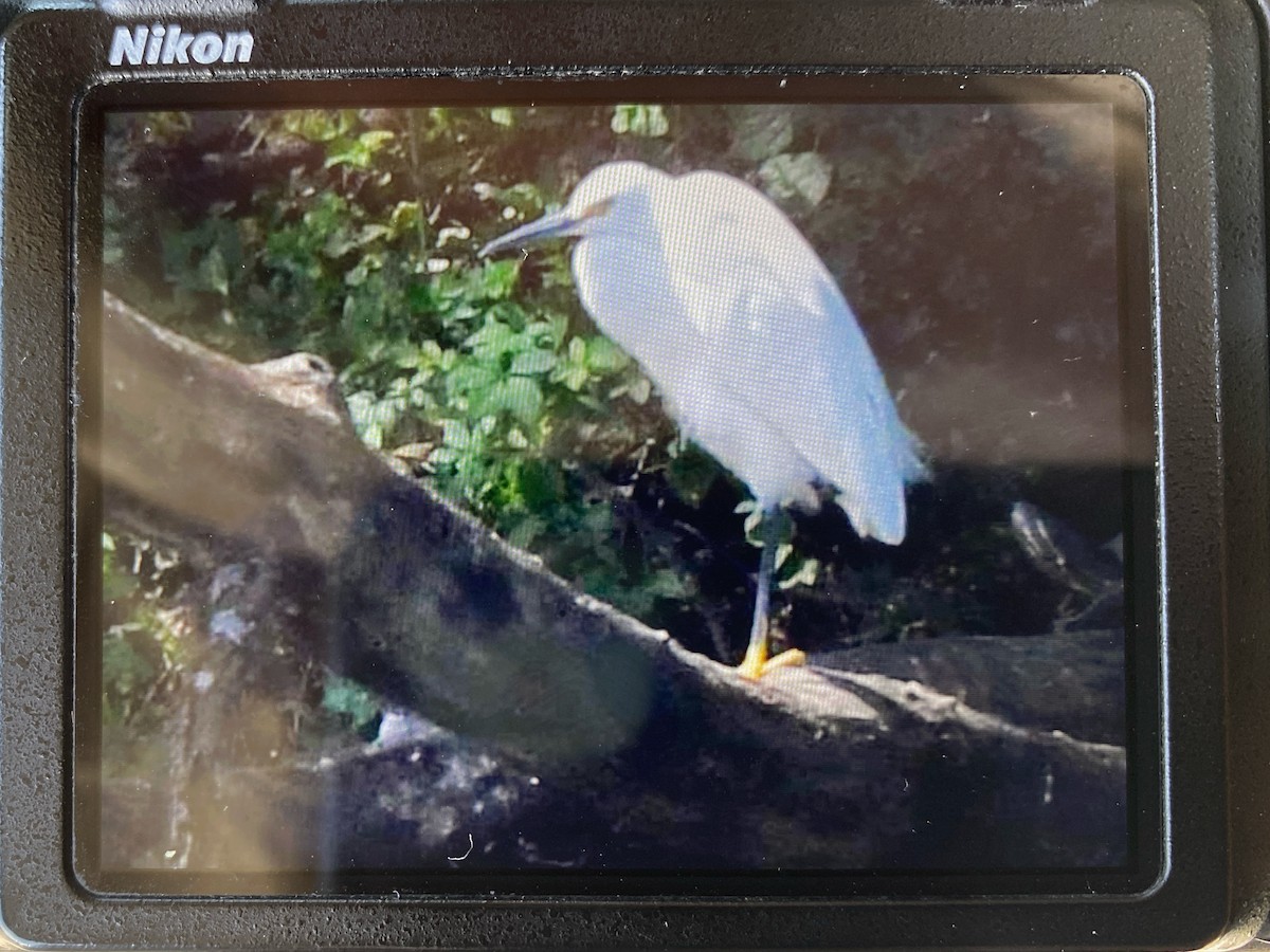 Snowy Egret - ML637369393