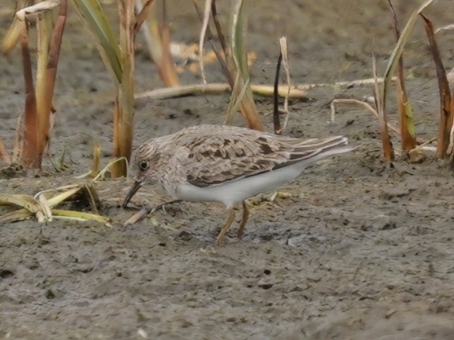 Temminck's Stint - ML637369435