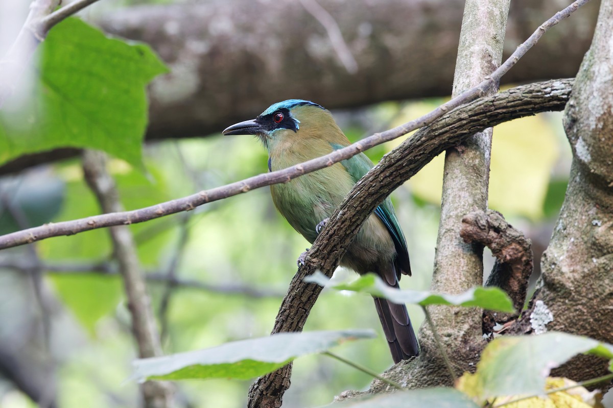 Blauscheitelmotmot - ML637369440