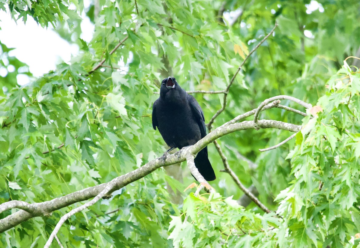 vrána americká - ML637369457