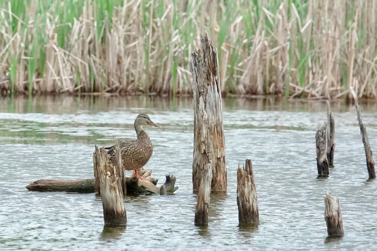 綠頭鴨 - ML637369460