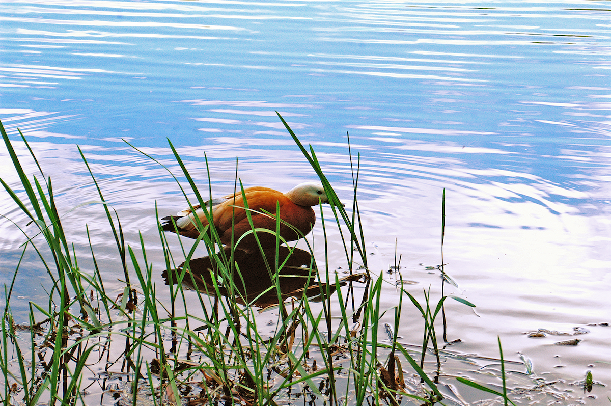 瀆鳧 - ML637369484