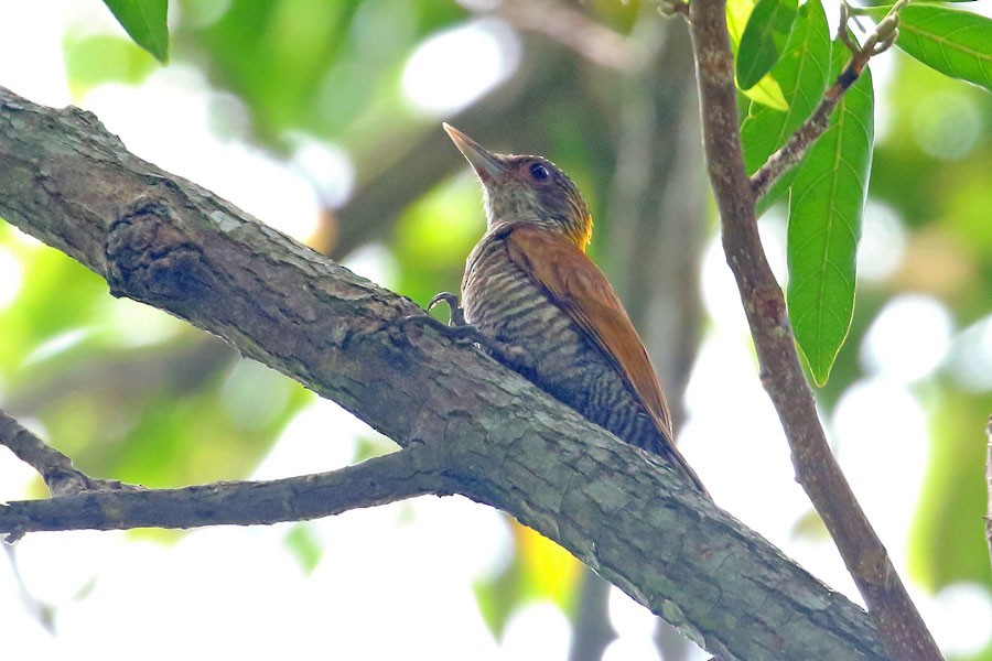 Red-rumped Woodpecker - ML637369576