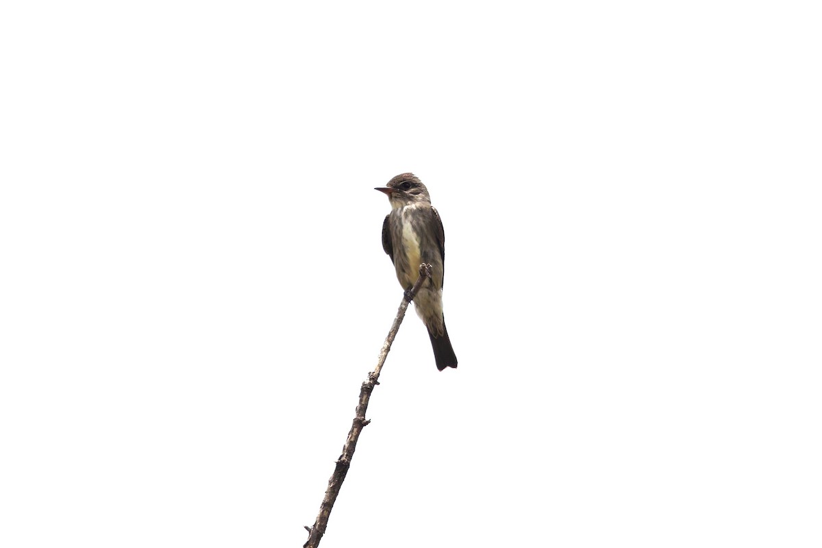 Olive-sided Flycatcher - ML637369632
