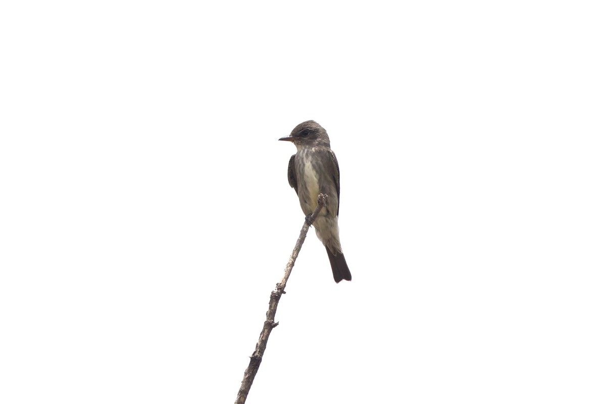 Olive-sided Flycatcher - ML637369638