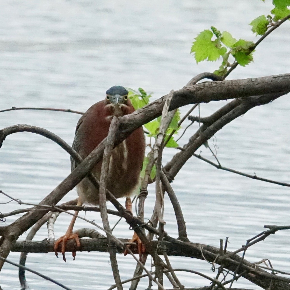Green Heron - ML637369678