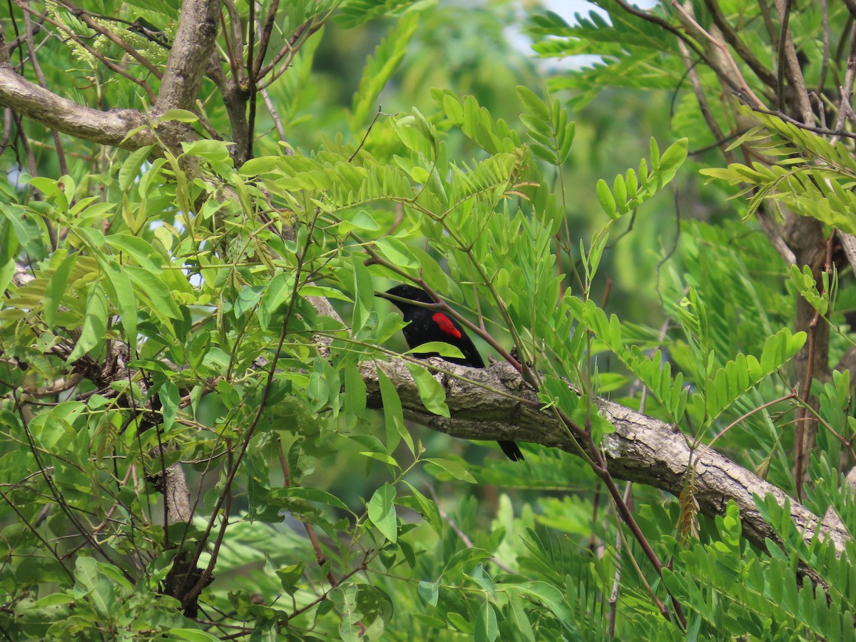 Red-shouldered Cuckooshrike - ML637369686