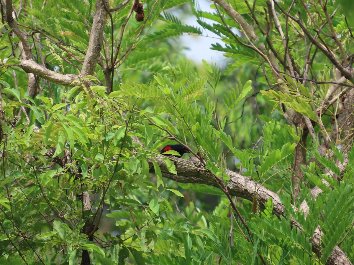 Red-shouldered Cuckooshrike - ML637369687