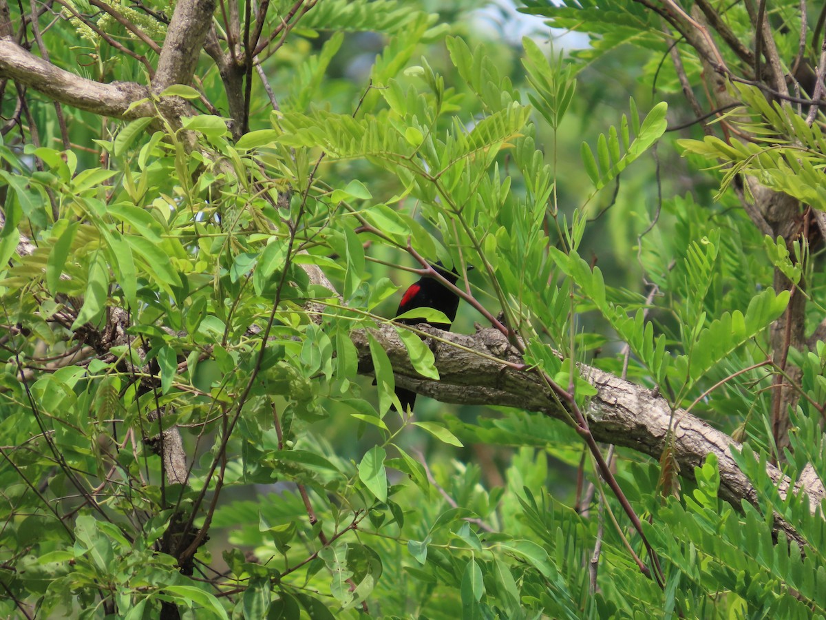 Red-shouldered Cuckooshrike - ML637369690